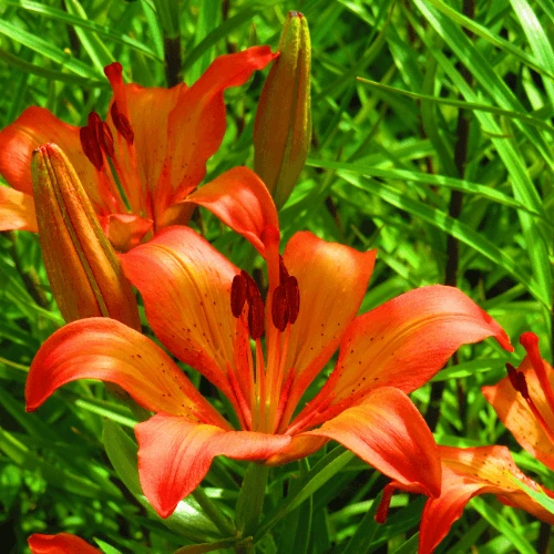 Asiatic Lily Care