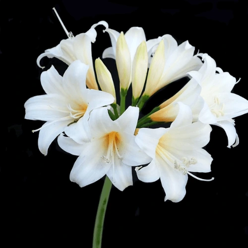 Asiatic Lily Care