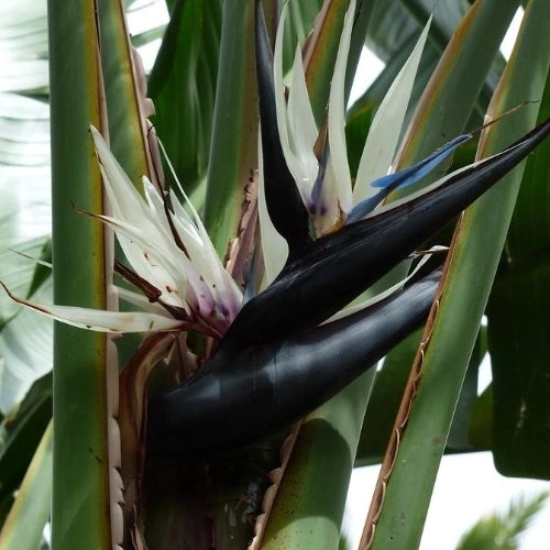 white bird of paradise