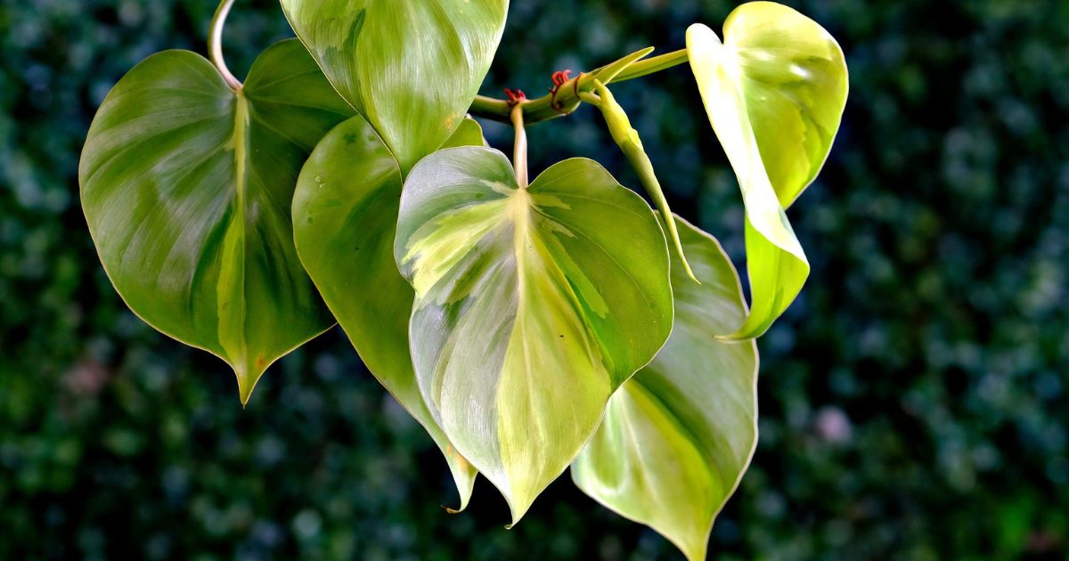 Brasil Philodendron