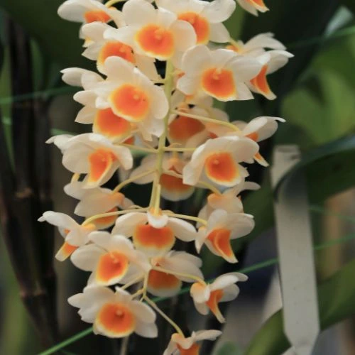 dendrobium