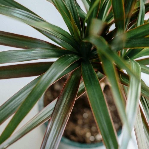 Dracaena plants