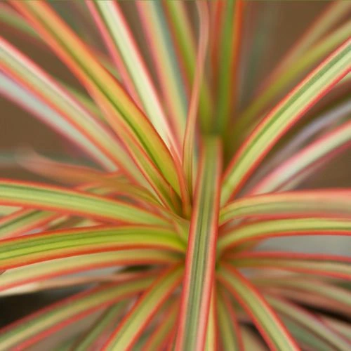 Dracaena plants