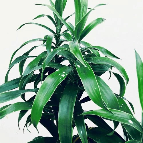 Dracaena plants