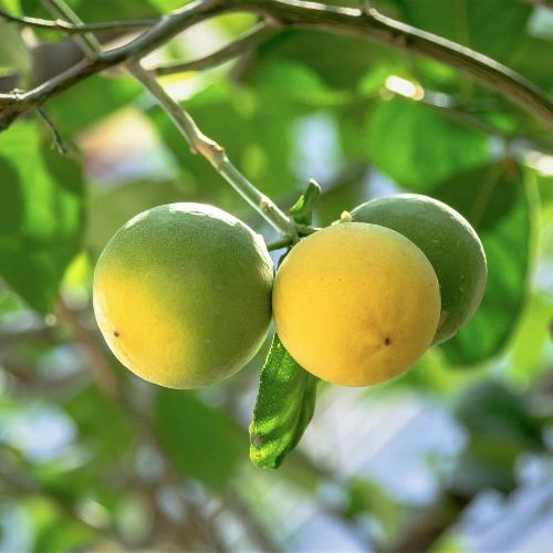 lemon tree in pot