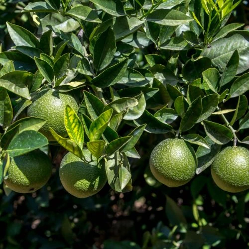 lemon tree in pot