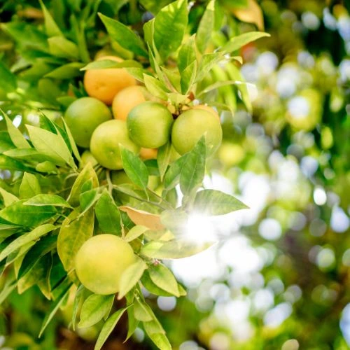 lemon tree in pot