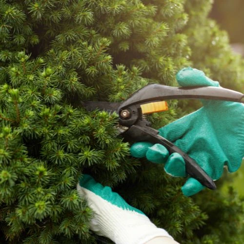 pruning pine