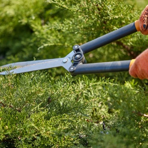 pruning pine