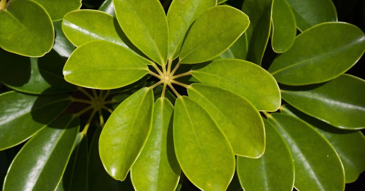 schefflera plant care