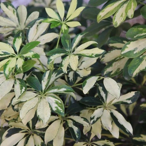 schefflera plant care