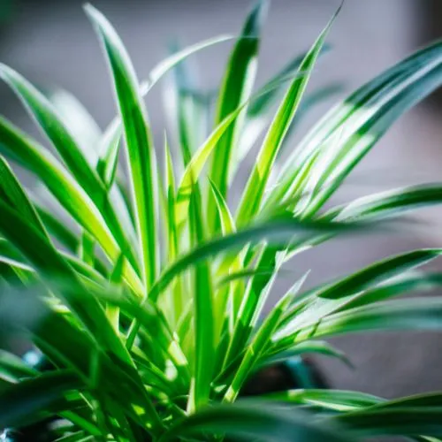 best house plants for beginners