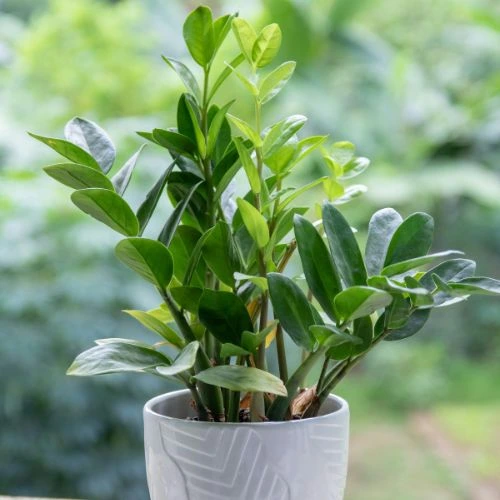 best house plants for beginners