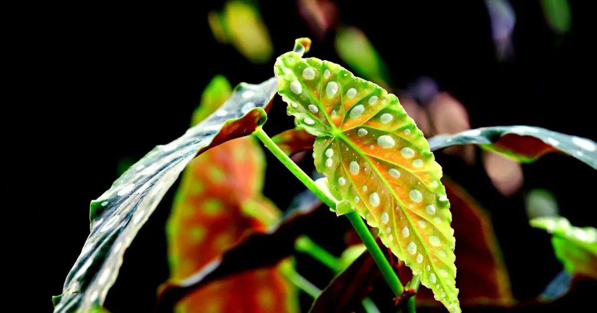 begonia maculata care