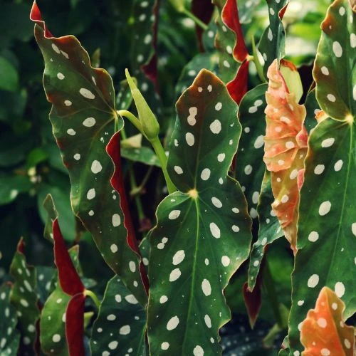 Begonia Maculata Care