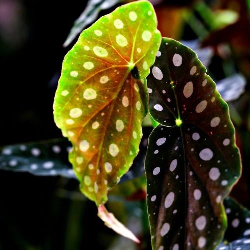 Begonia Maculata Care