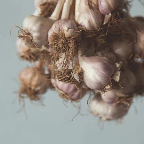 when do you pick garlic