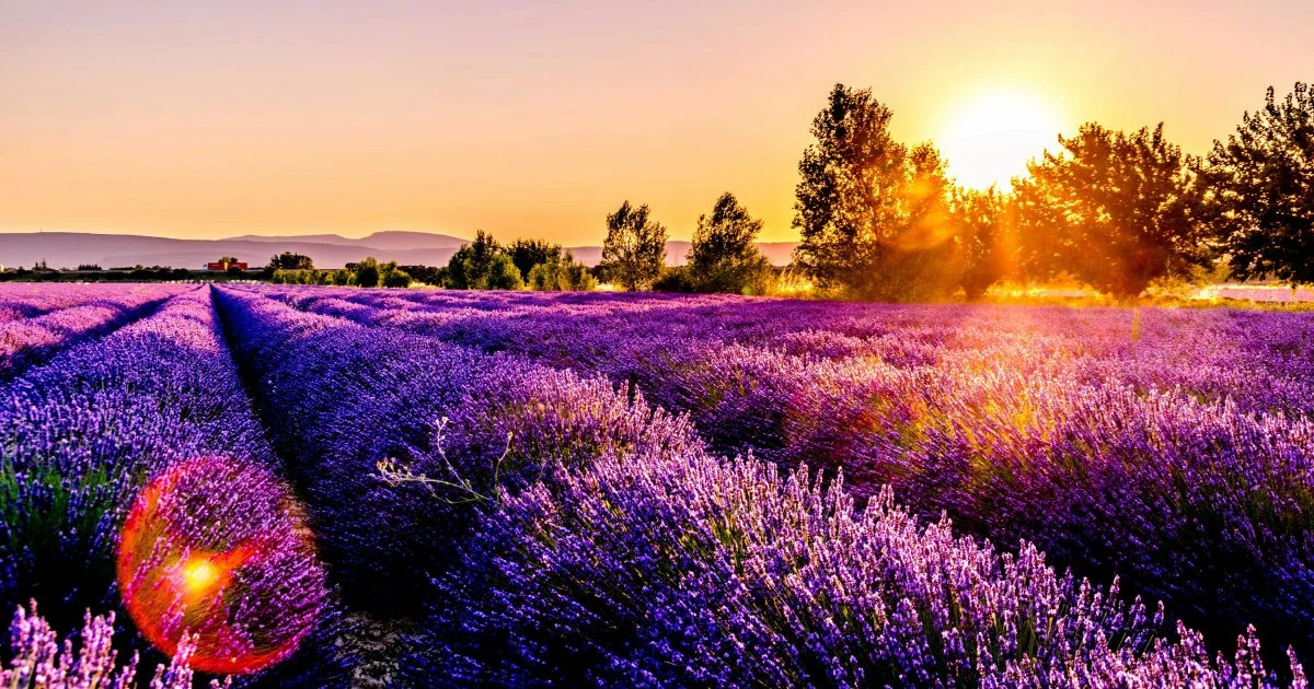 how to harvest lavender