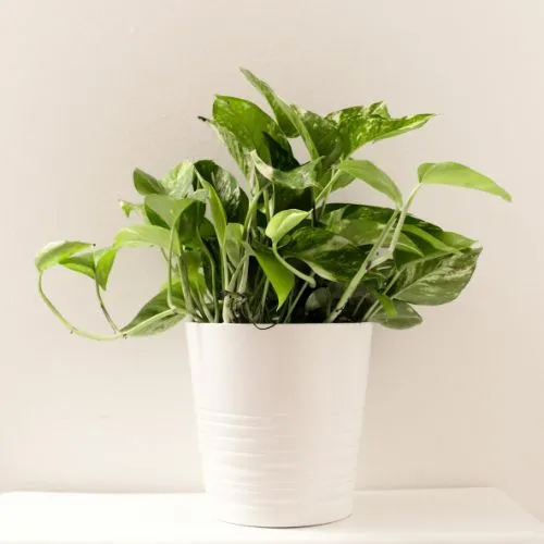 best house plants for beginners