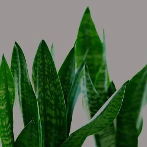 best house plants for beginners