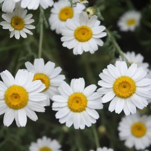 daisy color