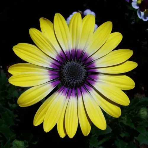 daisy color