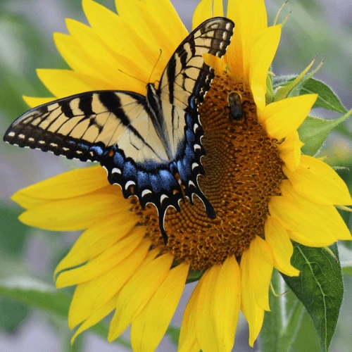 black sunflower