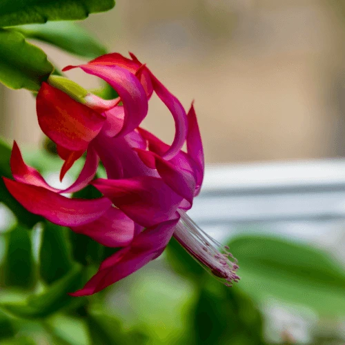 Christmas cactus CARE