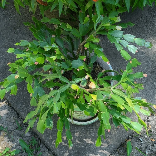 Christmas cactus CARE