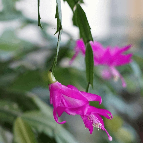 Christmas cactus CARE