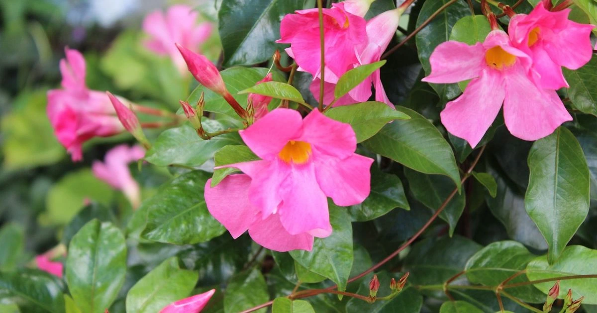 dipladenia bush