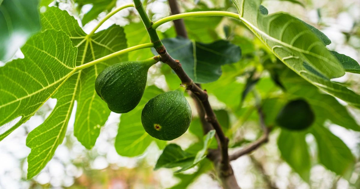 pruning a fig tree