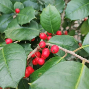 tree with red berries