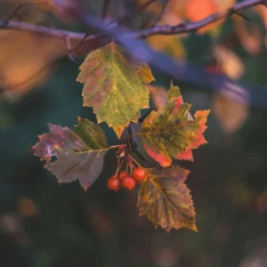 tree with red berries