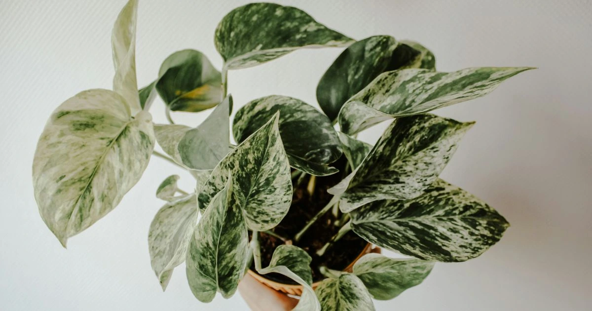 marble queen pothos care