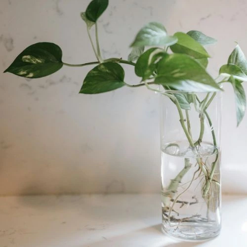 marble queen pothos care