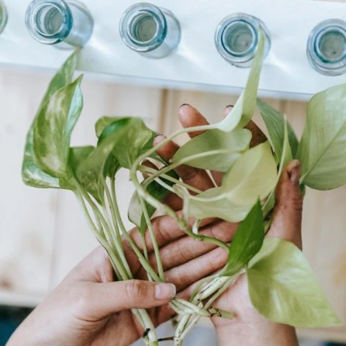 marble queen pothos care