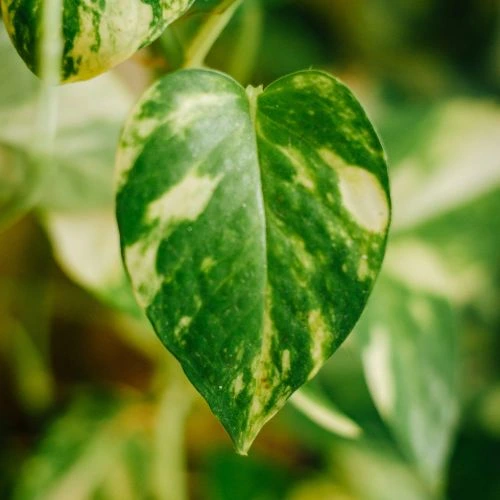 marble queen pothos care