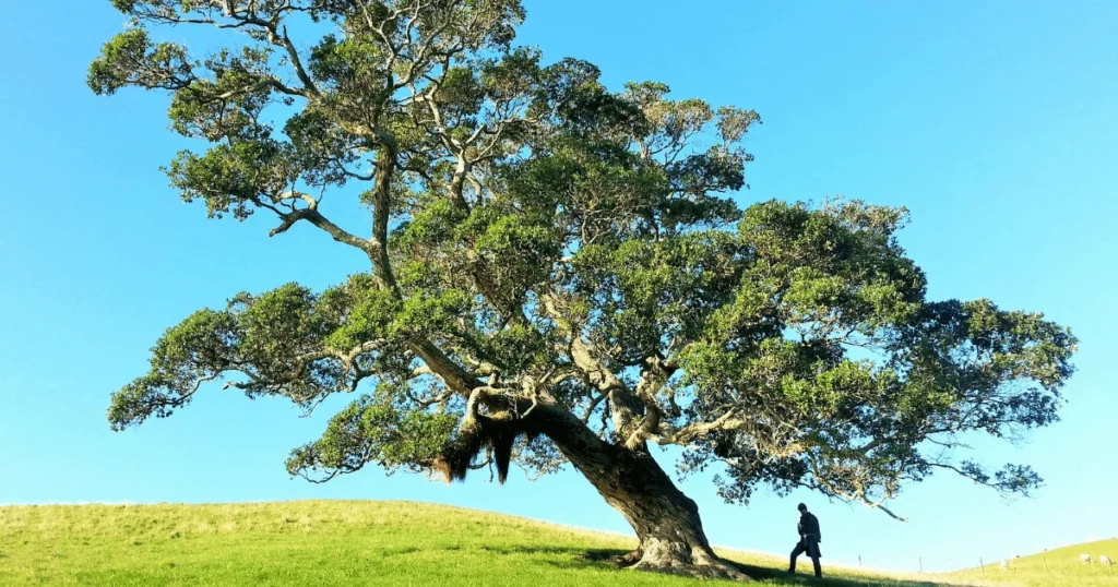 How to Care for Mountain Mahogany Trees