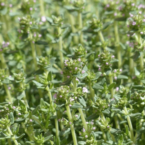 Creeping red thyme