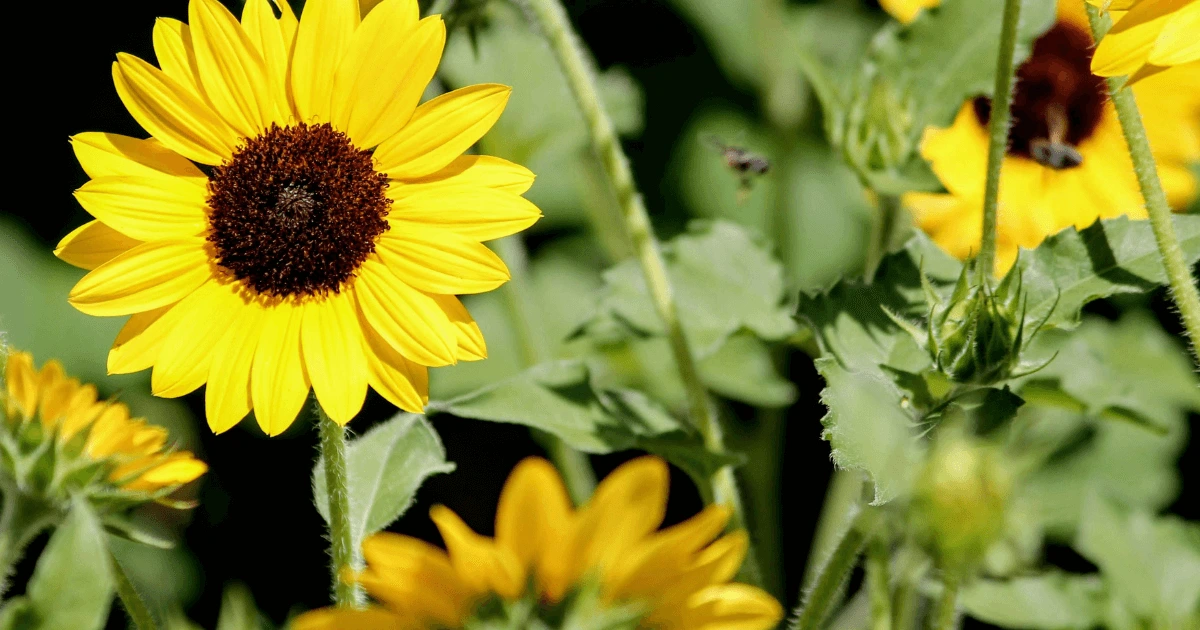 black sunflower