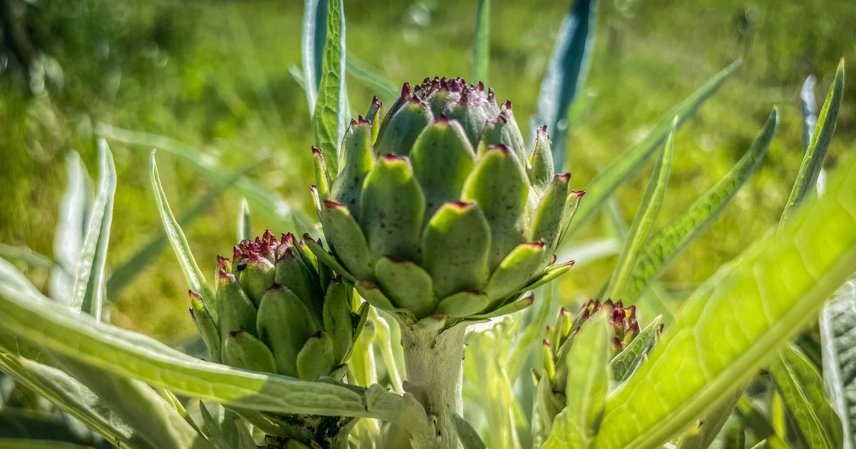 growing artichokes in pots