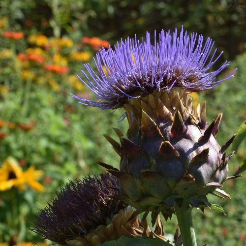 growing artichokes in pots