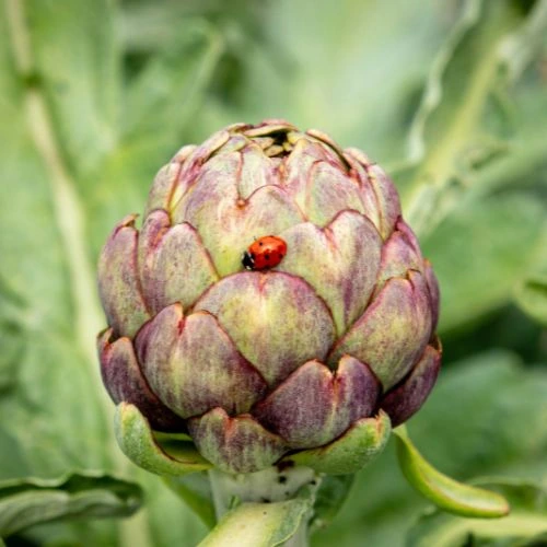 growing artichokes in pots