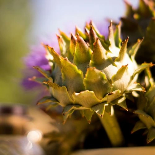 growing artichokes in pots