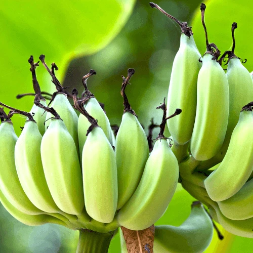 Banana seeds