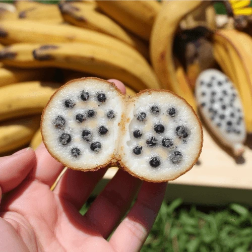 Banana seeds