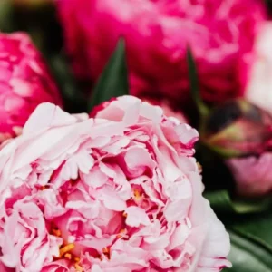 Pink Peony