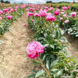 Pink Peony