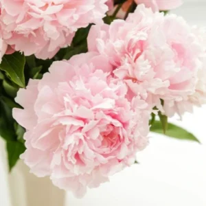 Pink Peony